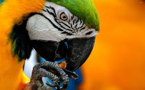 Image result for macaw parrot hd