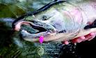 Steelhead Salmon Fishing Techniques - How To s - Provided by