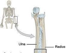 Image of Syndesmosis joint