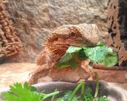 bearded dragon lizard eating vegetablesの画像