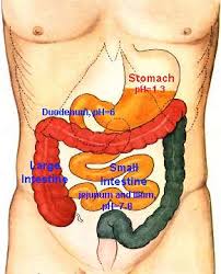 Image result for human stomach