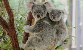 koala ¨¨ ^^ := =) Images?q=tbn:ANd9GcSsxJLcTsrFxRQtINeOSx0T9GIPRJoySjnCC1wXJHnsqr0op2h5