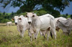 Mercado regionalizado e com oscilações mistas no aplicativo Agrobrazil