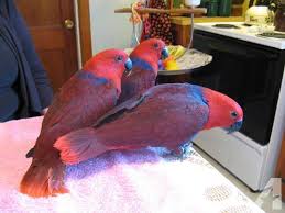 Image result for baby macaw parrot for sale