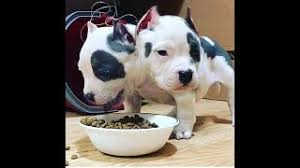 面白い動物」あり得ないことをする犬, 猫・おもしろ犬, 猫のハプニング, 失敗集 #264 │ DougaBu-ネコ課