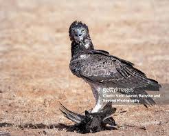 Image of Martial Eagle in Samburu, Kenya