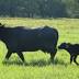 Baby boom for one of Australia's largest buffalo farms