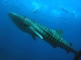 images?qtbnANd9GcStR33o3HWdsEZe0tH aEAqIrXKA9QghU6S3cAQ 0FJXaN Y1uWaQ