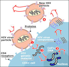 L'HIV: CHI LO CONOSCE LO EVITA!