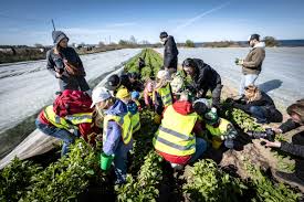 TV: Stort medieuppbåd när första färskpotatisen grävdes upp