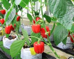 Gambar Paprika hidroponik
