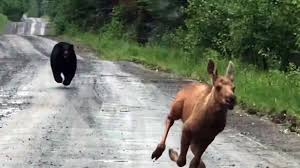 Couple Uses Pickup Truck to Save Baby Moose From Charging Bear