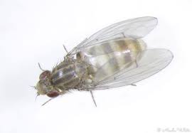 Image result for Drosophila montana