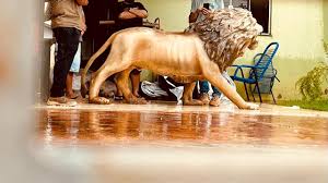 Leão de 150 kg furtado de hamburgueria terá novo lugar; saiba qual