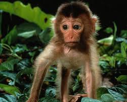 Image result for MONKEYS