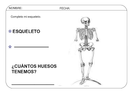 Resultado de imagen para cuerpo humano