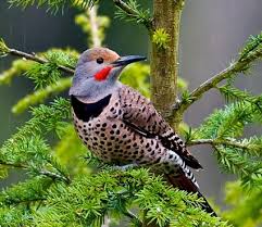 Image result for state birds