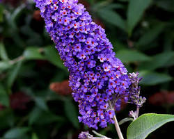 Image of Butterfly bush flowers