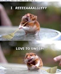 Image result for FUNNY ANIMALS