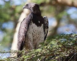 Image of Eagles in Lake Nakuru