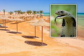 Slangenshow in Egypte loopt gruwelijk mis: Duitse toerist (57) overleden