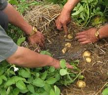 Resultado de imagen para FOTOS DE SEMBRIOS DE PAPAS