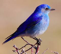 Bildresultat för pajaro