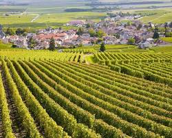 Imagem de Vineyards in Burgundy, France