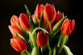 Image result for kremp tulips