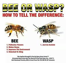 Bee=good. | Wasp=Asshole | Bawhahaha | Pinterest | Bees via Relatably.com