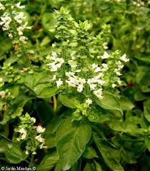 Resultado de imagen de la flor de la albahaca