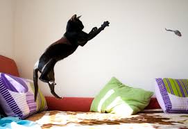 Image result for cats jumping on bed