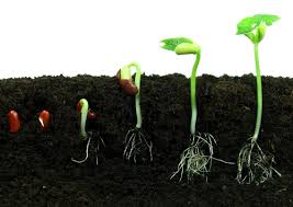 Image result for seed growing