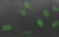 Protocol for Immunostaining of cells
