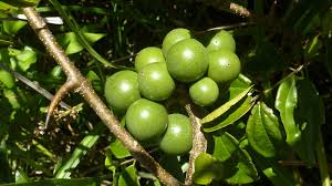 Image result for Strychnos xylophylla