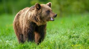 Śmiertelny atak niedźwiedzia na Podkarpaciu. Jest wynik sekcji zwłok