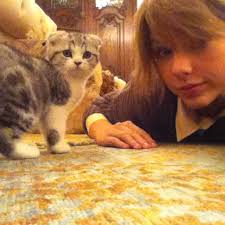 Taylor Swift adopted an adorable Scottish Fold kitten named Meredith - swifty1