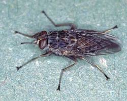 Image of Tsetse fly