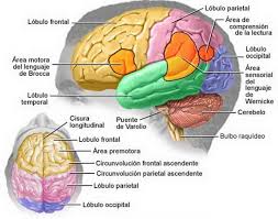 Resultado de imagen para el cerebro