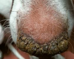 Image of Leishmaniasis hyperkeratosis on dog