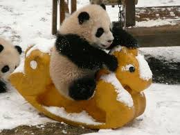 Image result for pictures of pandas