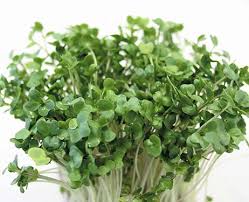 Image result for RAU MẦM CẢI XANH