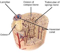 Image result for haversian systems or osteons