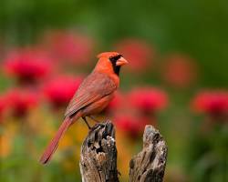 Northern cardinal, the state bird of West Virginia