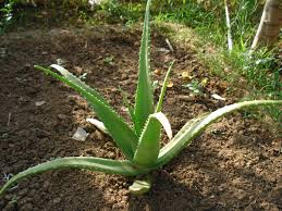 Image result for aloe vera