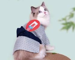 cat wearing a yukataの画像