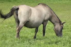 Image result for HORSE
