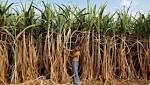 India only imported sugar worth