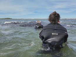 Bultrugwalvis Timmy : ce qu'il faut savoir