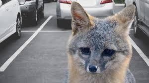 Cancún, en alerta: buscan a personas que tuvieron contacto con un zorro; esto se sabe